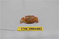 藏品(絨毛近方蟹)的圖片